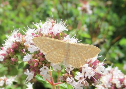 Idaea ochrata